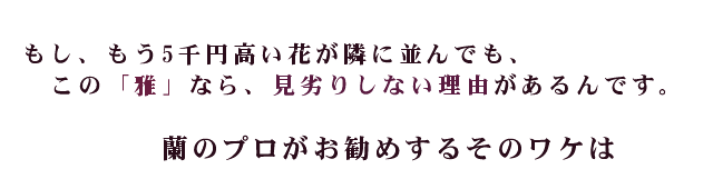 けっして見劣りしない胡蝶蘭です