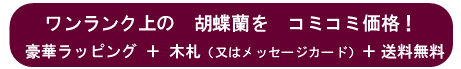 大臣就任祝い用胡蝶蘭セット価格