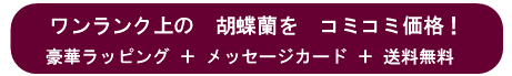 開店祝い用胡蝶蘭セット価格