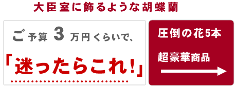 大臣室に飾るような超豪華胡蝶蘭