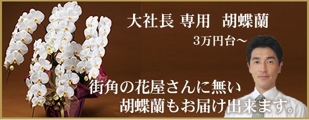 社長用 胡蝶蘭ギフトはこちら