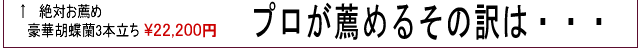 プロの目で見て絶対お薦めの 豪華花3本立ち22,200円