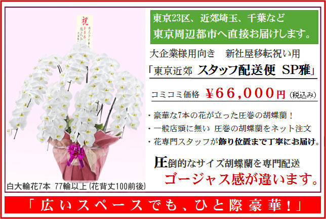 胡蝶蘭7本立ち77輪以上関東地域限定豪華胡蝶蘭SP雅