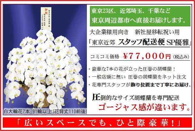 胡蝶蘭7本立ち91輪以上関東地域限定直接配送商品 豪華胡蝶蘭SP優雅