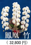 胡蝶蘭3本立ち「鳳凰 竹」32,800円
