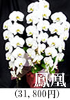 胡蝶蘭5本立ち「葵」26,250円