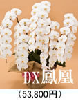 豪華胡蝶蘭5本立ち「DX鳳凰」53,800円