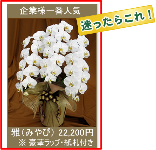 胡蝶蘭 値段一覧 花の規格品質サイズ別 胡蝶蘭の値段表 胡蝶蘭販売net