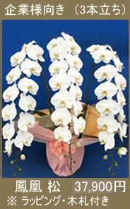 胡蝶蘭 鳳凰松