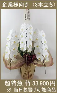 胡蝶蘭 超特急竹