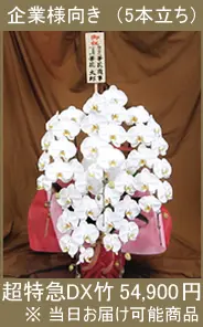 胡蝶蘭 超特急DX竹