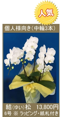 胡蝶蘭 結松