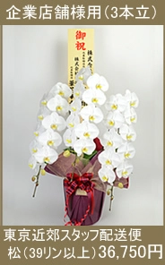 胡蝶蘭 東京近郊花専門配送便松