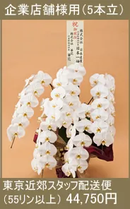 胡蝶蘭 東京近郊花専門配送便DX雅