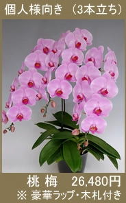 胡蝶蘭 桃梅
