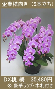 胡蝶蘭 DX桃梅