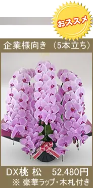 胡蝶蘭 DX桃松