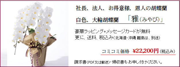 事務所移転祝いに胡蝶蘭ギフト雅