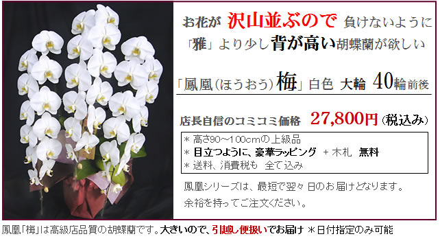 上場会社の事務所移転祝いにおすすめの花 鳳凰 梅 大輪花の高級胡蝶蘭 胡蝶蘭販売net