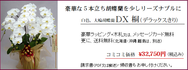 お祝いに胡蝶蘭ギフトDX桐