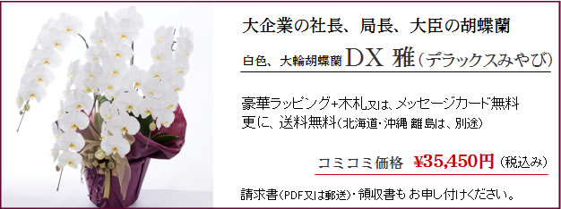 お祝いに胡蝶蘭ギフトDX雅