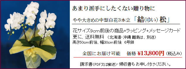 北海道に送れるミディー胡蝶蘭