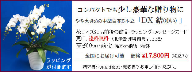 北海道に送れるミディー胡蝶蘭