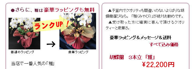 豪華ラッピング+メッセージカード+送料　全て込み価格　胡蝶蘭　3本立ち　雅　22,200円