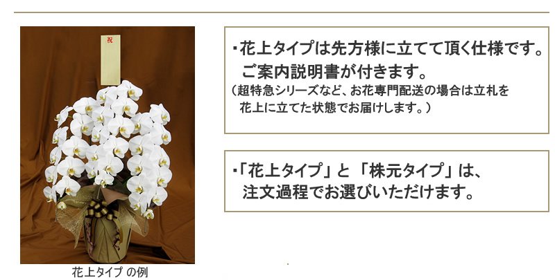 開院祝い 胡蝶蘭販売netは お祝い用の花を届けるプロの花屋 サライのお店