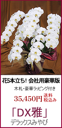 就任祝い胡蝶蘭ギフト超豪華 花5本立ち