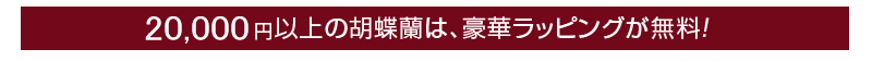 胡蝶蘭20,000円以上は豪華ラッピングが無料