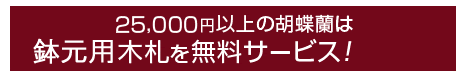 胡蝶蘭25,000円以上には無料で木札が付いています