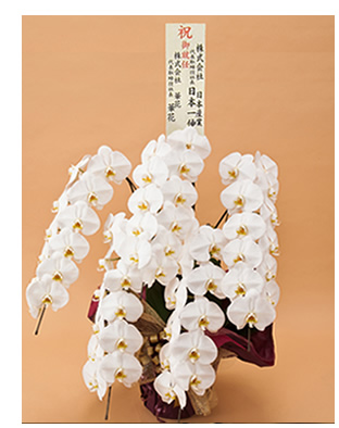 胡蝶蘭に大きい立て札を立てたイメージ