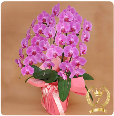 母の誕生日プレゼント用胡蝶蘭
