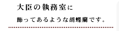 大臣室に置いてあるような胡蝶蘭です