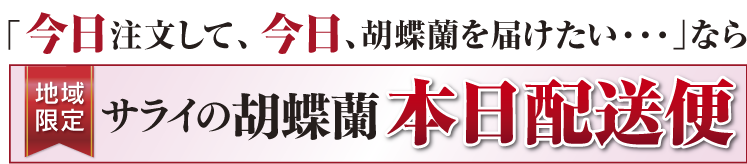 今日注文して、今日胡蝶蘭を届けたいならサライ