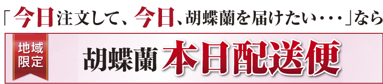 今日胡蝶蘭を届けたいなら今すぐ電話