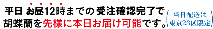 胡蝶蘭 今日届く