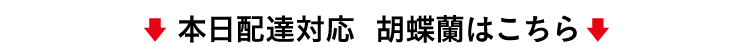 本日配達対応の胡蝶蘭はこちら